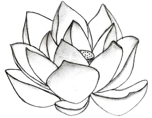 Цветы простым карандашом