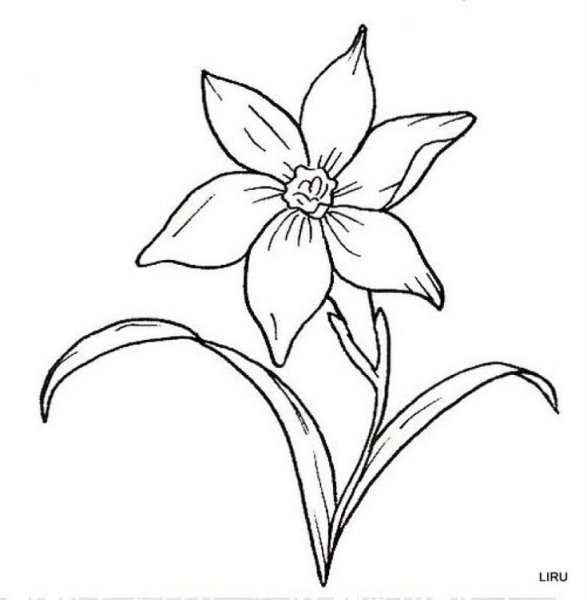 Цветы простым карандашом