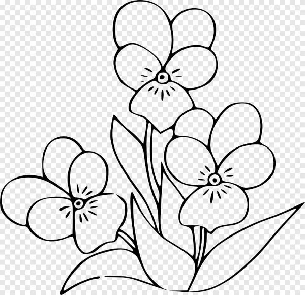 Цветы карандашом