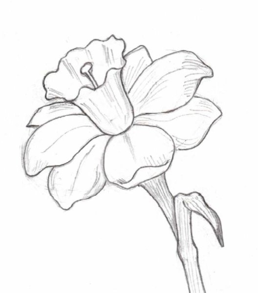 Красивые цветы для рисования
