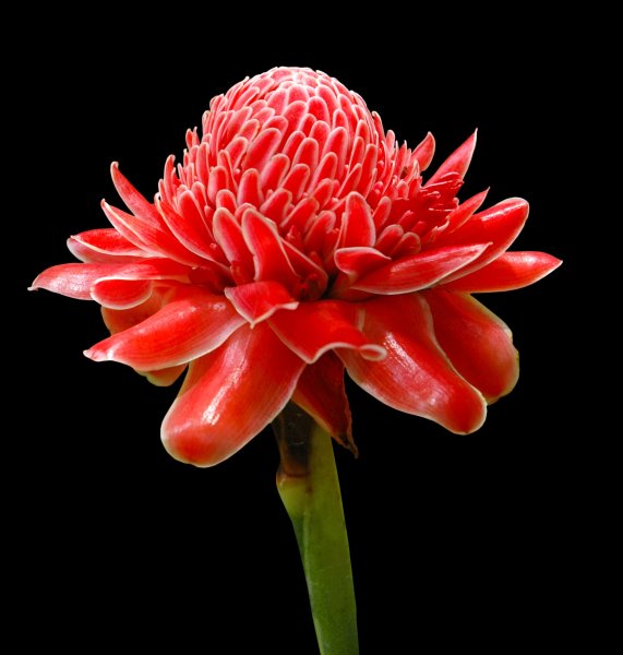 Etlingera elatior