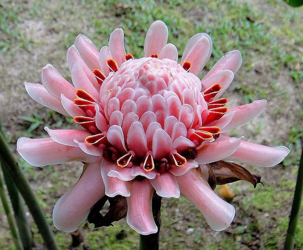 Этлингера цветок