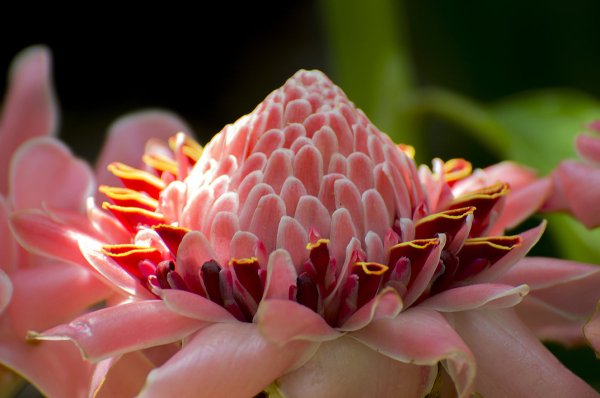 Цветок имбиря фото