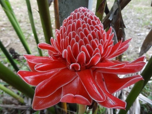 Так цветет имбирь