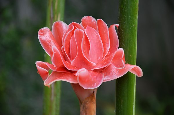 Имбирь цветет