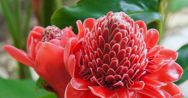 Имбирь цветет