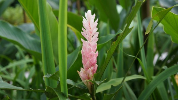 Имбирь Джинджер торч