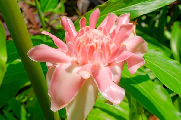 Альпиния остролистная