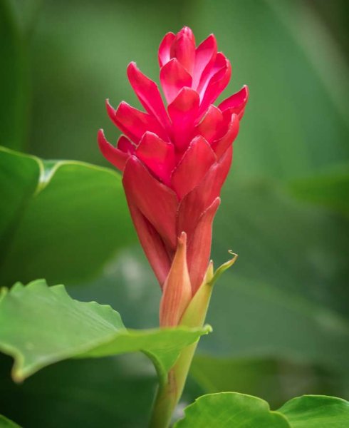 Гавайский имбирь растение