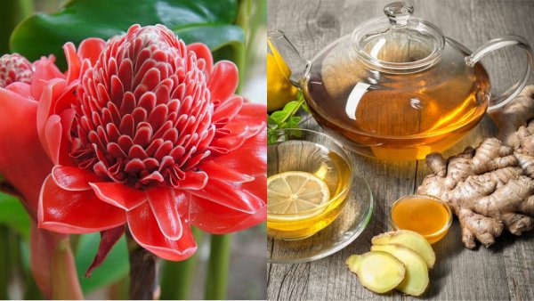 Имбирь цветет