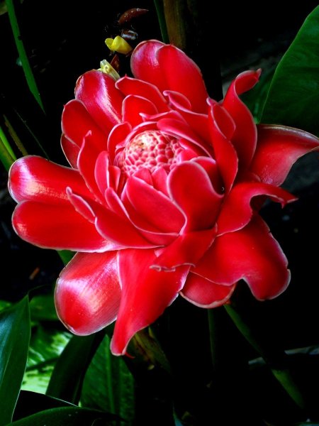 Имбирь вриезия