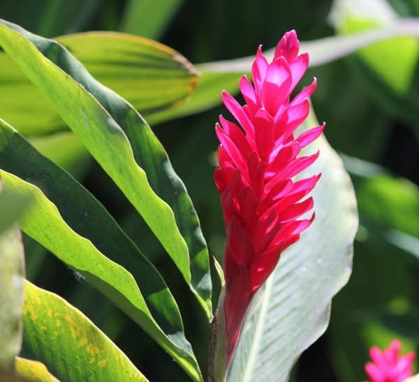 Африканский имбирь