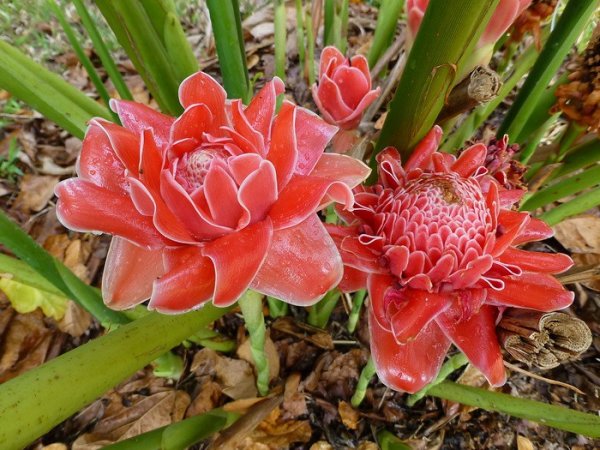 Поля Амарант цветение