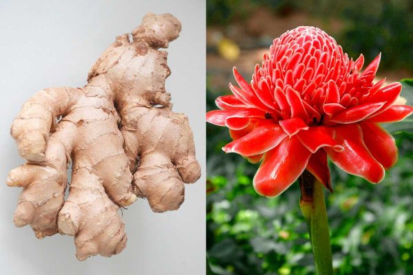 Имбирь цветет