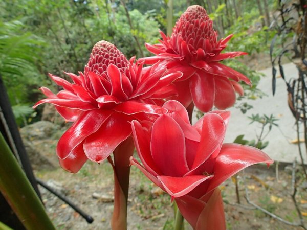 Этлингера, каменная роза.