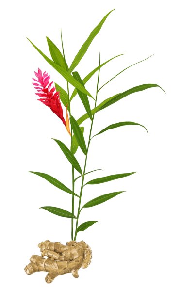 Имбирь растение