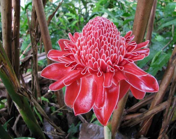 Имбирь цветок