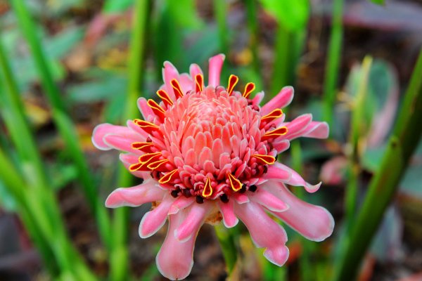 Гавайский имбирь белый Лотос