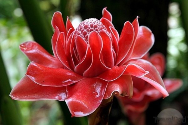 Torch Ginger цветок