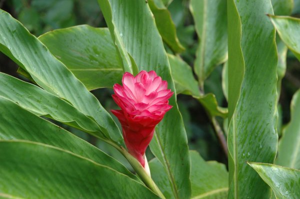 Костус цветок