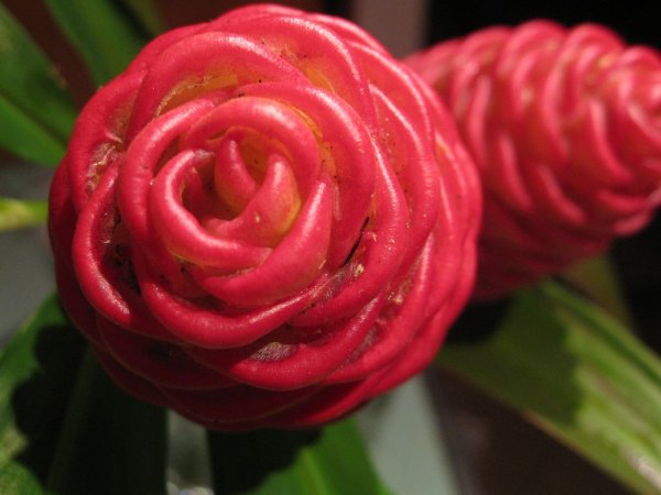 Костус Барбатус