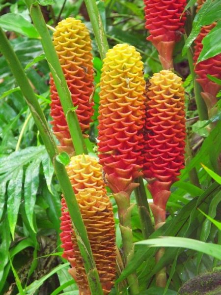 Имбирь цветение