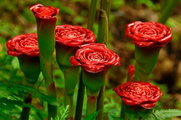 Имбирь цветок