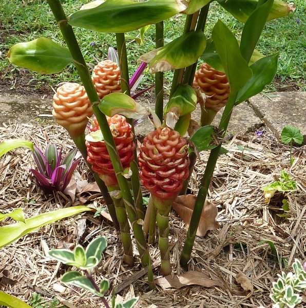 Имбирь цветет