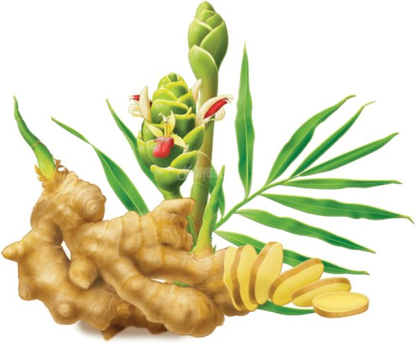 Этлингера, каменная роза.