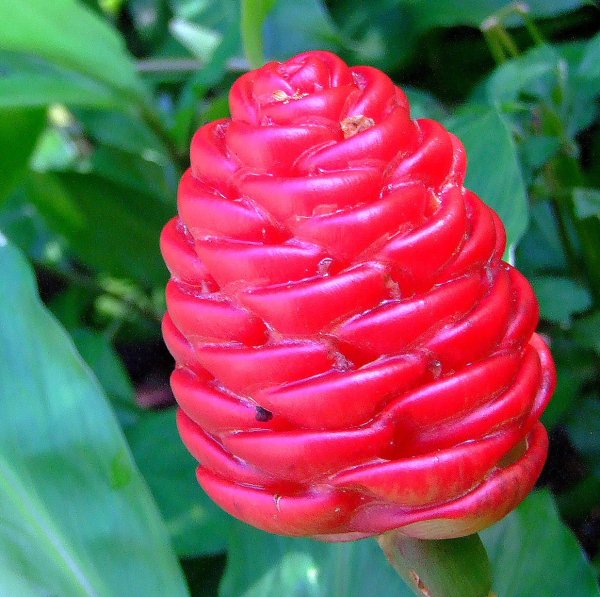 Имбирь Ботаническая иллюстрация