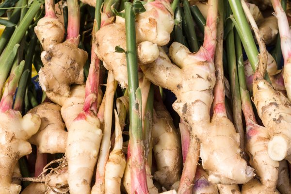 Сорт этлингера имбирь