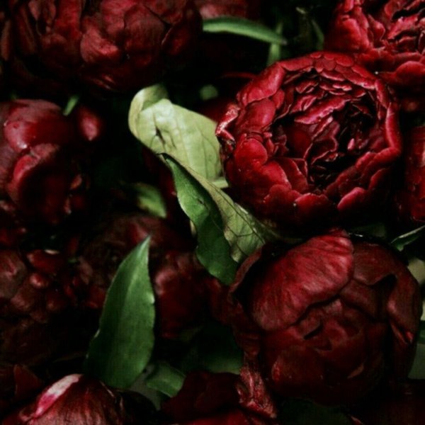 Бургундия цветок