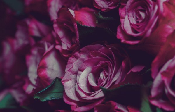 Пионы марсала