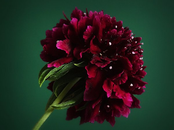 Роза сорт Оклахома