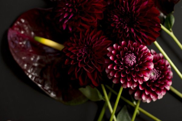 Георгин Эстетика