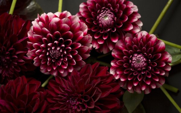 Бордовые цветы