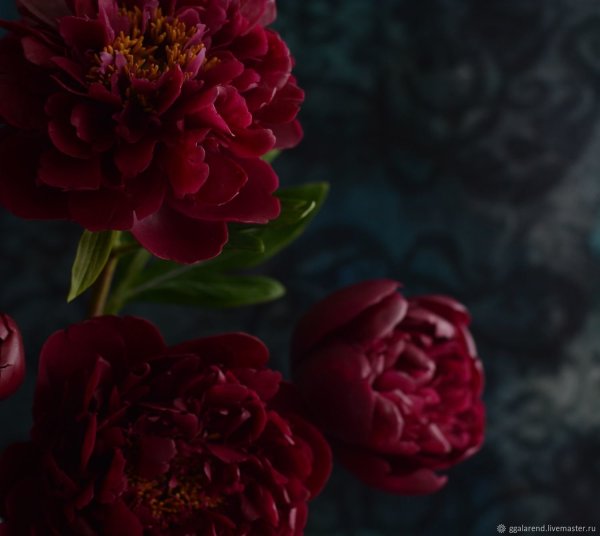 Амариллис темно бордовый