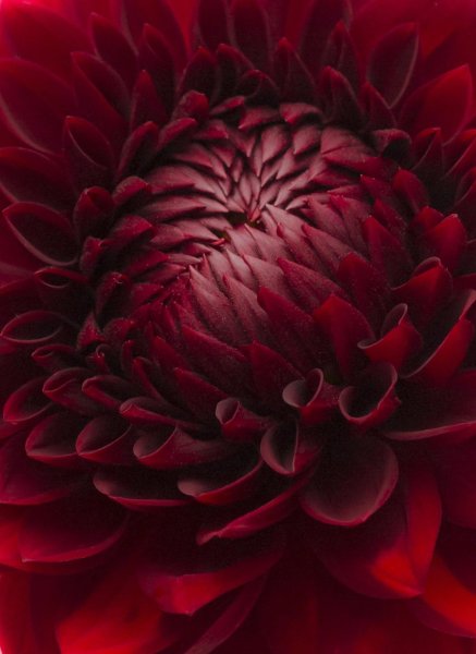 Бордовые цветы