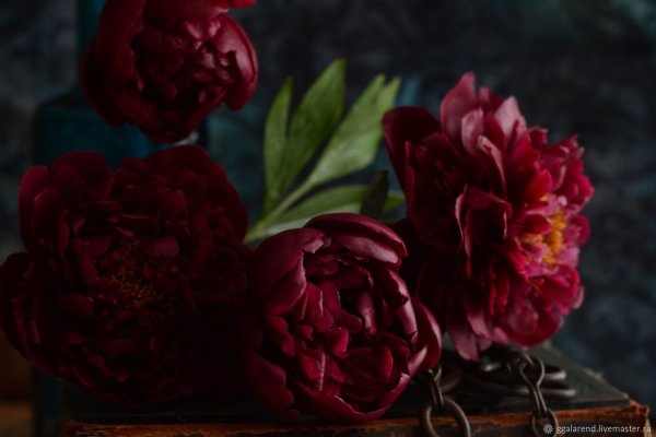 Роза бордовая