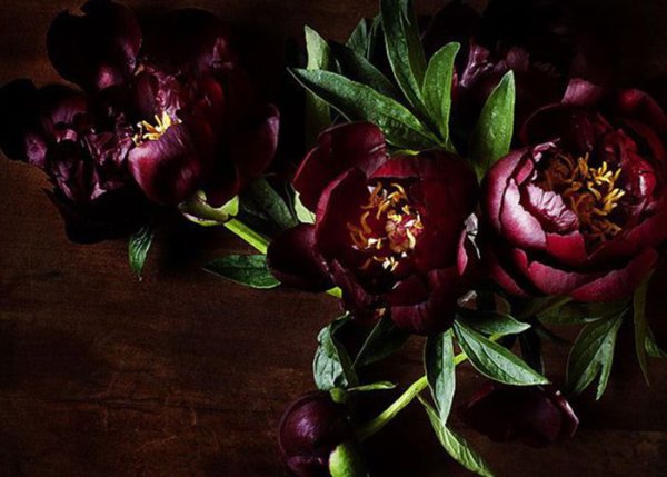 Спрей марун роза