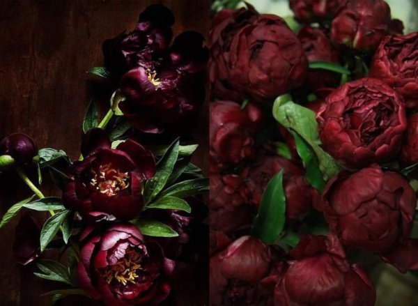 Эхеверия бордовая