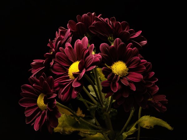 Хризантема бургунди ред