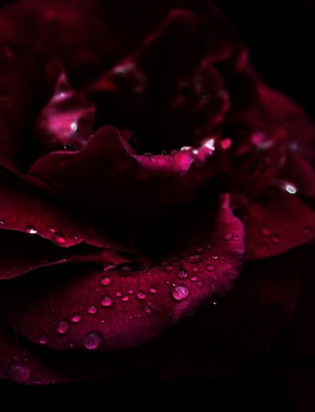 Роза бордовая