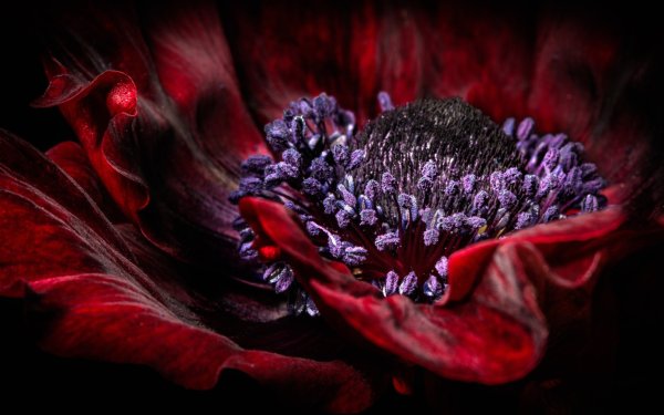 Бордовые пионы