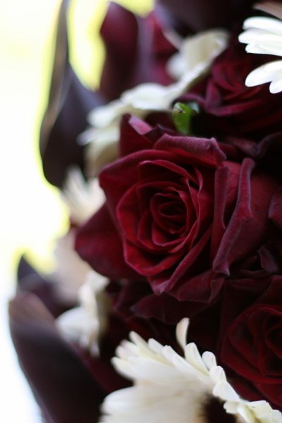 Пионы темные