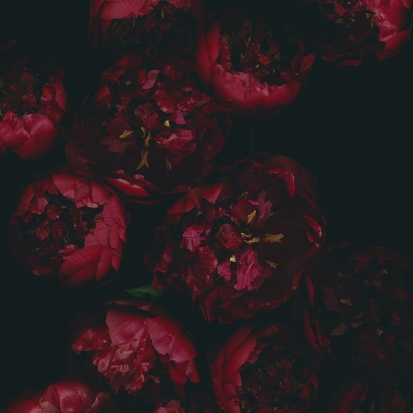 Роза пионовидная малиновый пион