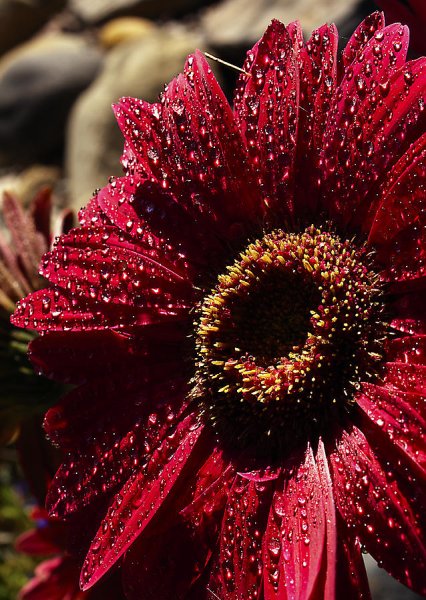 Красивые бордовые цветы