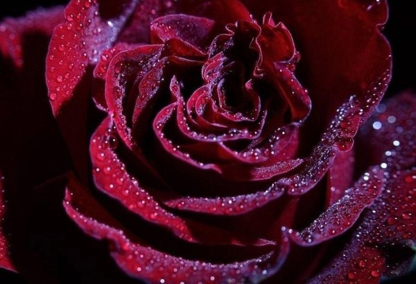 Розы бордовые бархатные