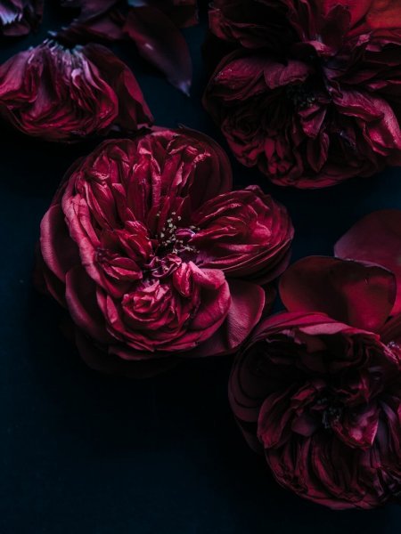 Бордовые цветы