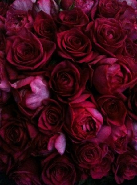 Темно бордовые цветы